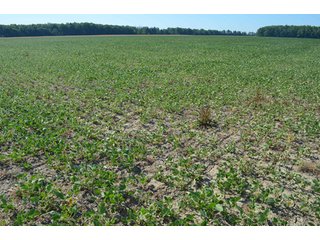 Property photo 15 - 108 +/- Acres Offered in 2 Tracts - Land Auction